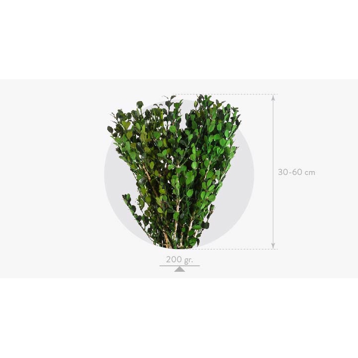 <h4>Buxus Green BXS/6103</h4>