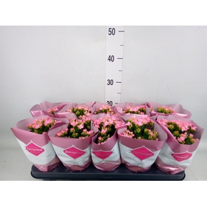 Kalanchoe blos. 'Gloss Bicolor'