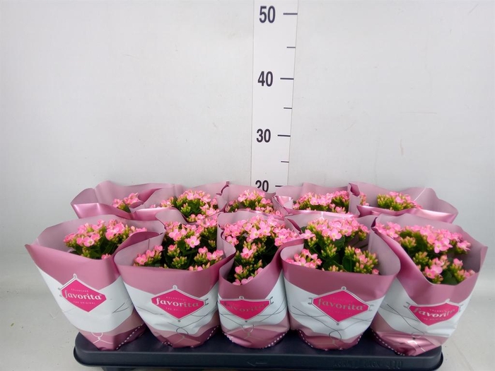 Kalanchoe blos. 'Gloss Bicolor'