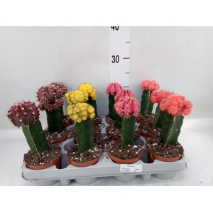 Gymnocalycium mihanov. 'Brasil'