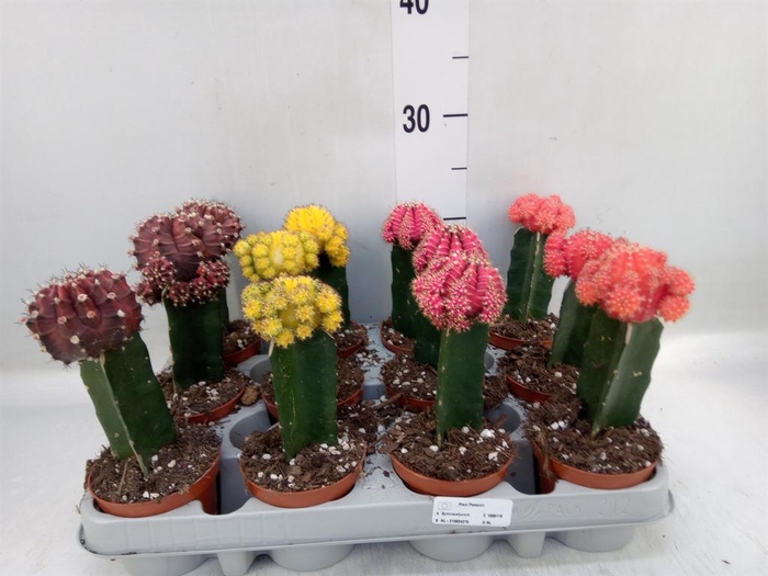 <h4>Gymnocalycium mihanov. 'Brasil'</h4>