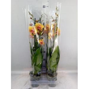 Phalaenopsis  'Buddha'