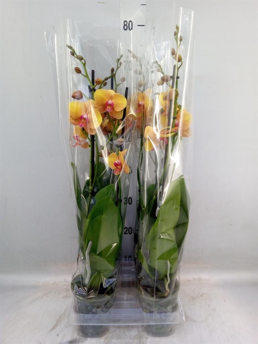 <h4>Phalaenopsis 'Buddha'</h4>