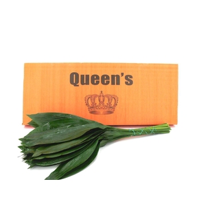 Aspidistra 100 Queens
