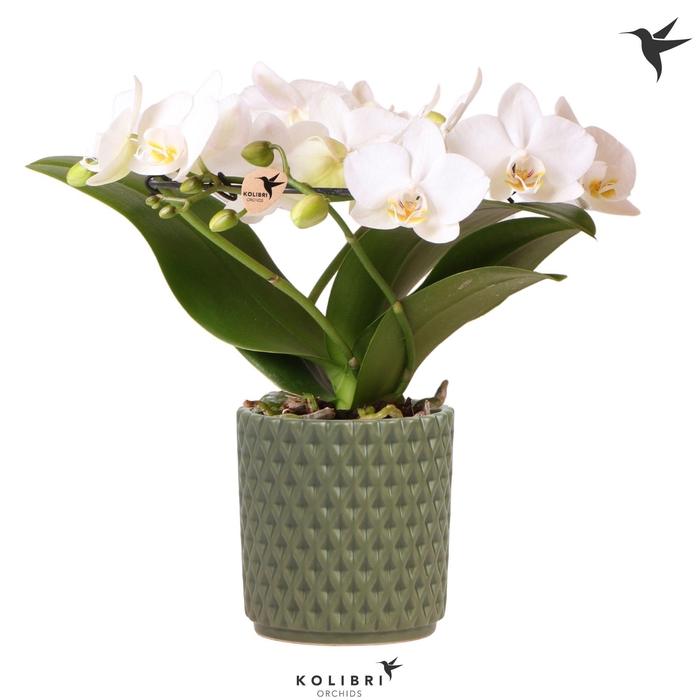 <h4>Kolibri Orchids Phalaenopsis Halo white in Diamond pot green</h4>