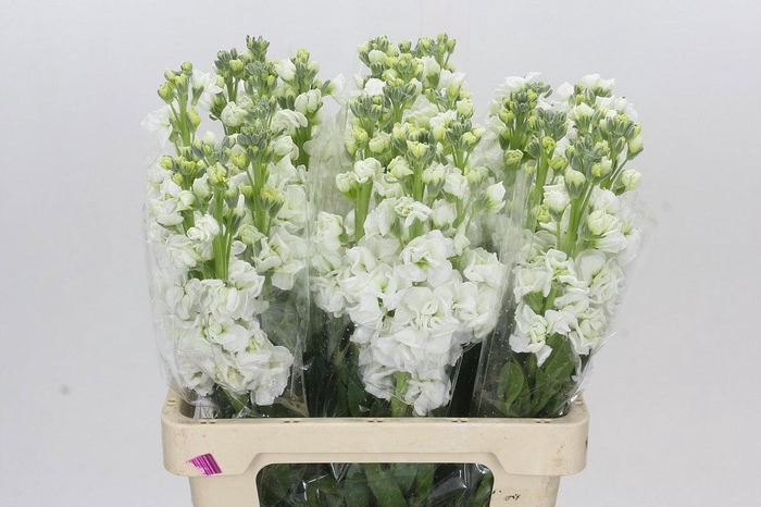 <h4>MATTH IRON WHITE</h4>