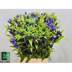GENTI JUST BLUE