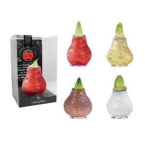 Amaryllis Touch of Wax Magic Glitter Mixed 1x6 (BIO), rode bloem, Plastic Giftbox, Tray236