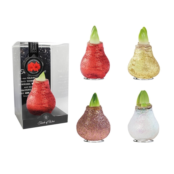 <h4>Amaryllis Touch of Wax Magic Glitter Mixed 1x6 (BIO), rode bloem, Plastic Giftbox, Tray236</h4>