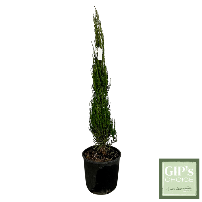 <h4>Juniperus scop. 'Blue Arrow' Clt09</h4>