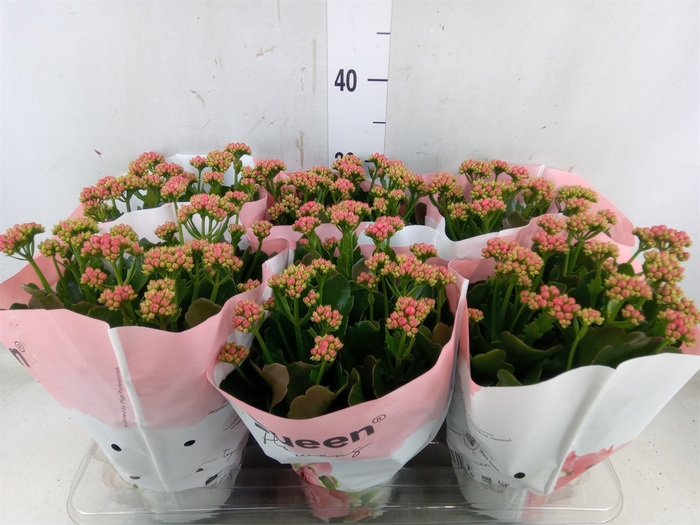 <h4>Kalanchoe  'RoseFlow Noelle'</h4>