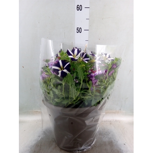 Perkplanten   ...mix /pot [Bedding]