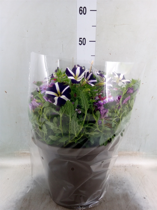 <h4>Perkplanten   ...mix /pot [Bedding]</h4>