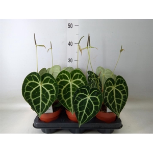 Anthurium clarinervium
