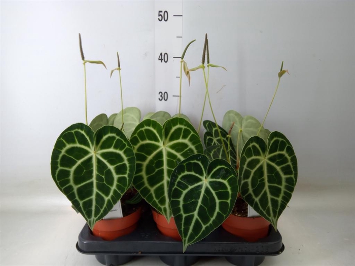 <h4>Anthurium clarinervium</h4>