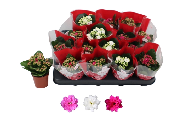 <h4>KAL GE RO GEM 3 KL</h4>