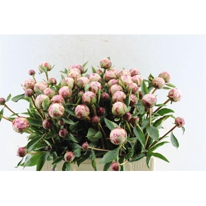 Paeonia Sarah Bernhard Pink