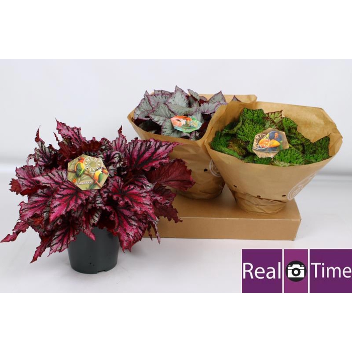 <h4>BEG BEL GEM</h4>