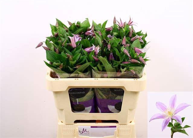 <h4>CLEMATIS STAR RIVER</h4>