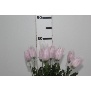 ANASTASIA ROSE 080 CM LILAS