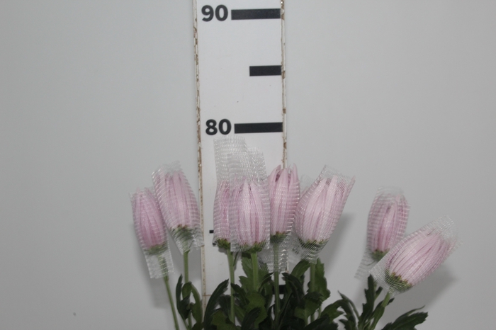 <h4>ANASTASIA ROSE 080 CM LILAS</h4>