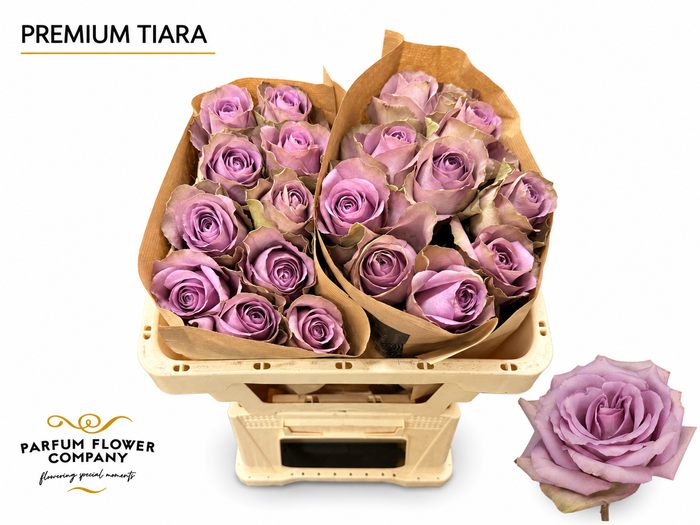 <h4>Rosa Premium Tiara</h4>