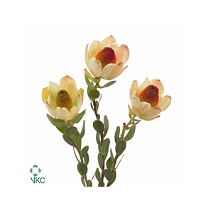 Leucad Discolor Pom-pom Green