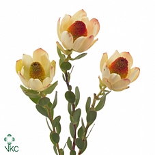 Leucadendron Pom-Pom