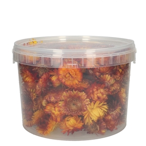 Dried flowers Helichryseum head 100g