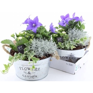 ARR TUINPLANTEN