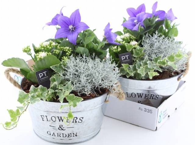 <h4>ARR TUINPLANTEN</h4>