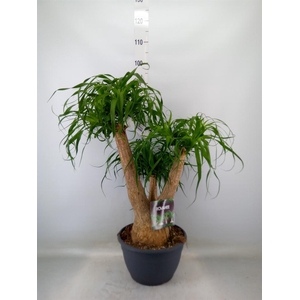 Beaucarnea recurvata