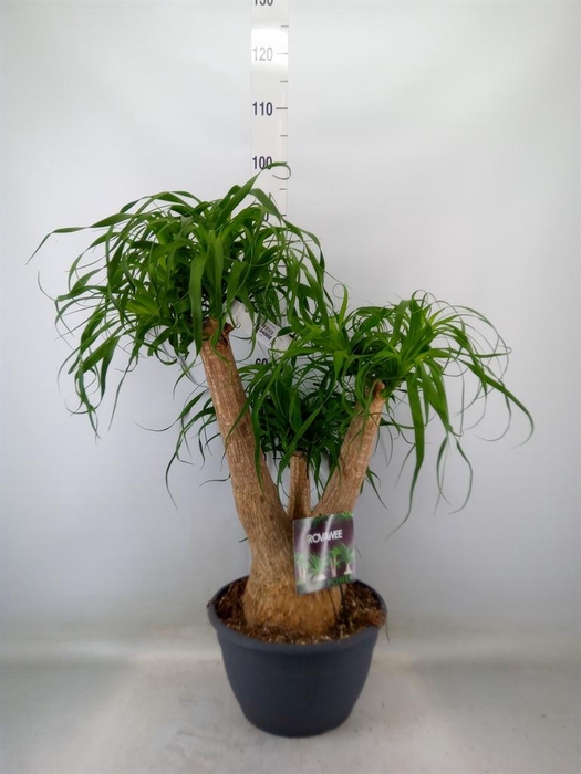 <h4>Beaucarnea recurvata</h4>