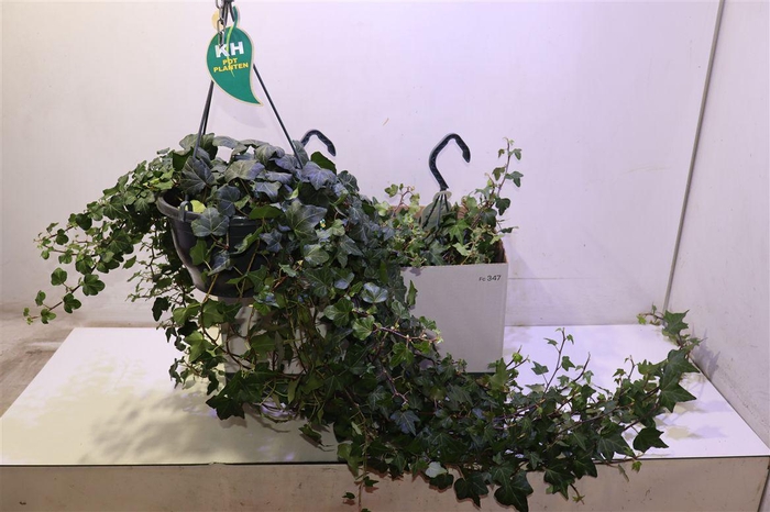 <h4>arr8 Hed He Wonder</h4>