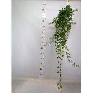 Hedera helix 'Wonder'