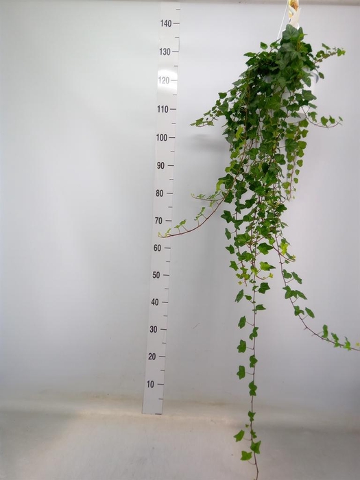 <h4>Hedera helix 'Wonder'</h4>