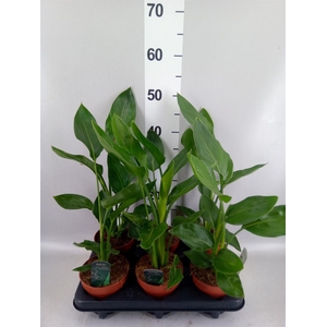 Strelitzia reg.   ...no flowers