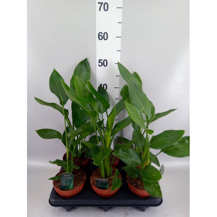 <h4>Strelitzia reg.   ...no flowers</h4>