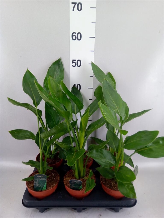Strelitzia reg.   ...no flowers