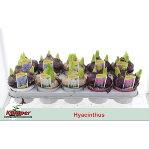 Hyacin Mult Gem 3 Kl