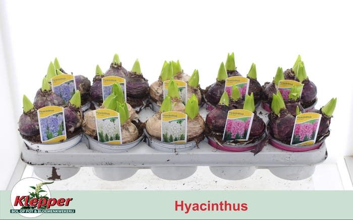 <h4>HYACIN GEM 3 KL</h4>