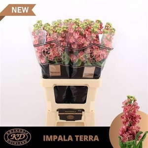 Matth Impala Terra