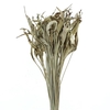 Dried Strelitzia Leafs Naturel