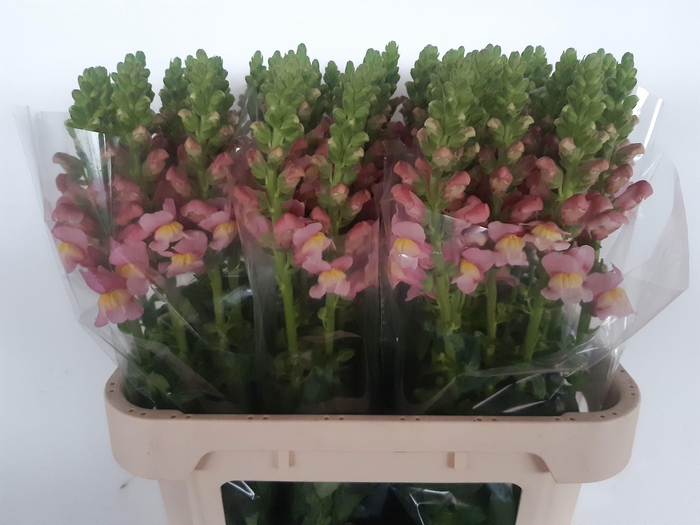 <h4>ANTIR ANTIBES ROSE</h4>