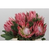 Protea Cynaroides Stellar