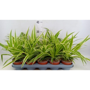 Chlorophytum com.