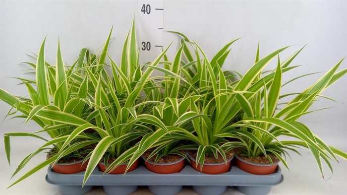 <h4>Chlorophytum com.</h4>