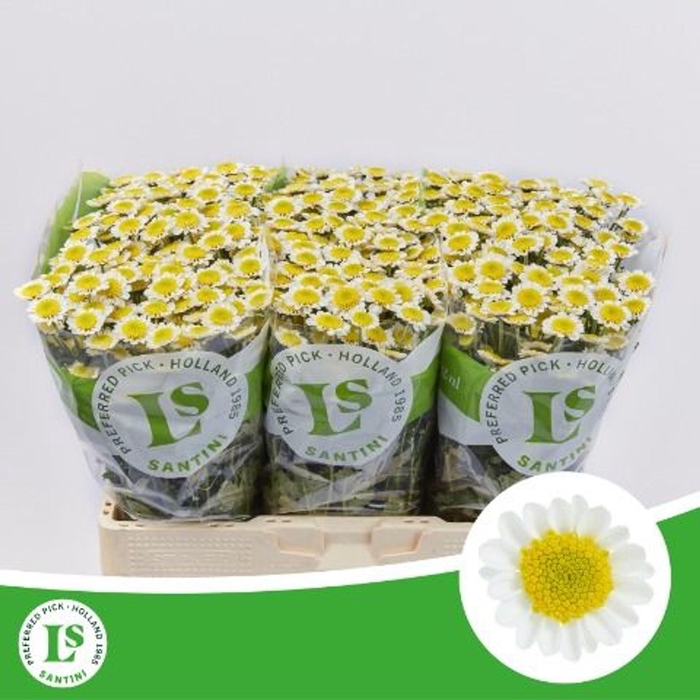 <h4>CHRYSANTHEMUM SA 'SUN UP'</h4>