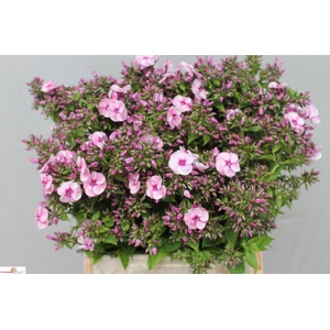 PHLOX P JEFFS PINK