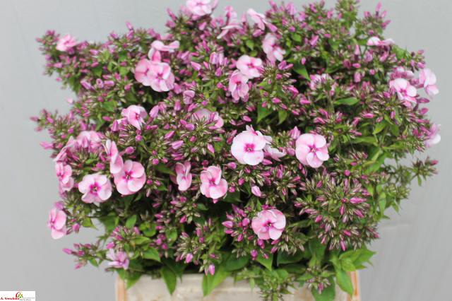 PHLOX P JEFFS PINK